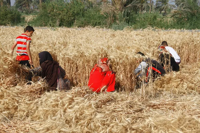 مصر تشتري 4.72 مليون طن من القمح المحلي بزيادة 20% لكن دون المستهدف