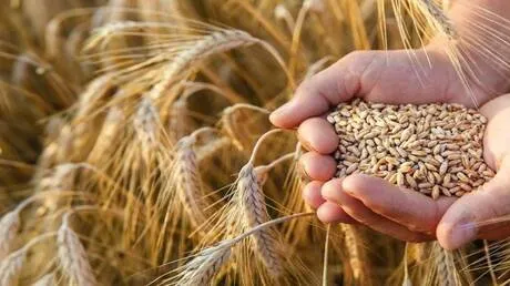 ارتفاع أسعار الغذاء العالمية: هل المسؤول الطاقة والأسمدة أم حرب إيران وإغلاق هرمز؟